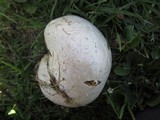 Calvatia pachyderma image