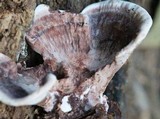 Nigroporus vinosus image