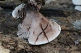 Nigroporus vinosus image