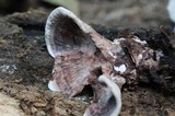 Nigroporus vinosus image