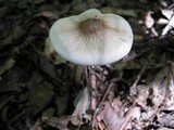 Hymenopellis megalospora image