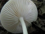 Hymenopellis megalospora image