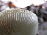 Amanita borealisorora image