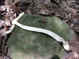 Amanita borealisorora image