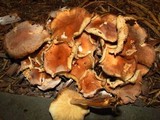 Gymnopus luxurians image
