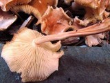 Gymnopus luxurians image
