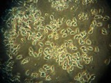 Gymnopus luxurians image