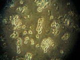 Gymnopus luxurians image