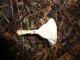 Clitocybe gibba image