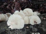 Pleurotus pulmonarius image