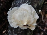 Pleurotus pulmonarius image