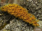 Xanthoria oregana image