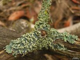 Punctelia jeckeri image