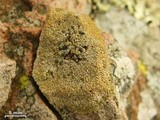 Dimelaena radiata image