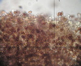 Galerina subcerina image