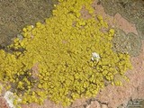 Acarospora robiniae image
