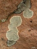 Lecanora subcarnea image