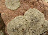 Dimelaena radiata image