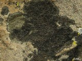 Buellia badia image