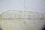 Galerina subcerina image