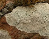 Lecanora subcarnea image