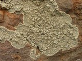 Lecanora subcarnea image