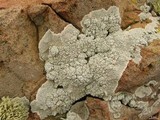 Lecanora subcarnea image