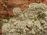 Lecanora subcarnea image