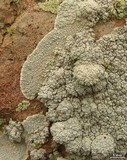 Lecanora subcarnea image