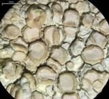 Lecanora subcarnea image