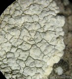 Lecanora subcarnea image