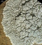 Lecanora subcarnea image
