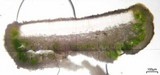 Lecanora subcarnea image