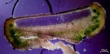 Lecanora subcarnea image