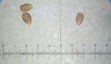 Galerina subcerina image
