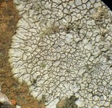 Dimelaena radiata image