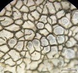 Dimelaena radiata image