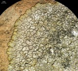 Dimelaena radiata image