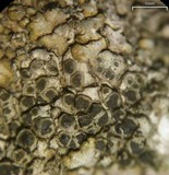 Dimelaena radiata image