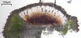 Dimelaena radiata image