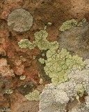 Lepraria texta image