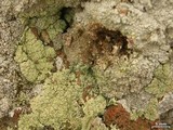 Lepraria texta image