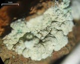 Lepraria texta image