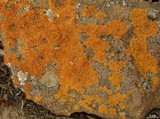 Caloplaca saxicola image