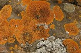 Caloplaca saxicola image