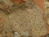 Image of Aspicilia pacifica