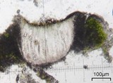 Aspicilia pacifica image