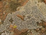 Lecanora oreinoides image