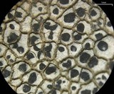 Lecanora oreinoides image