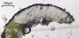 Lecanora oreinoides image